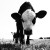 :iconBad-Cow: