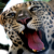 :iconbad4tunecookie: