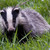 :iconbadger-creations: