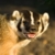 :iconbadgercultleader: