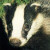 :iconbadgerhome-skillet: