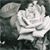 :iconbadwitch31:
