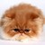 :iconbadybrine120: