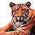 :iconbaffledtiger: