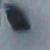 :iconbaggiecop: