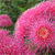 :iconbailifagus: