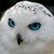 :iconbairn-owl: