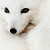 :iconbaj88: