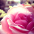 :iconbakatty: