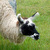 :iconbalam-kitze: