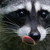 :iconbalanoglossus: