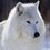 :iconbalestormwolf21: