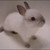 :iconballoffur13: