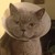 :iconBalor-san: