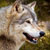:iconbalto214: