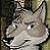 :iconbaltostar: