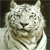 :iconbalu12: