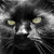 :iconbamalamphotography: