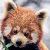 :iconbamboo-stick: