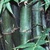 :iconbamboochildstock: