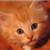 :iconbambou254: