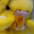 :iconbananabudgie: