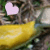 :iconbananaslugplz:
