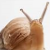 :iconbananasnail: