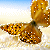 :iconbananasplit2010:
