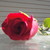 :iconbandmystiker: