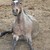 :iconbanoffeepiepony: