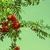 :iconbarbaflink: