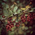 :iconbarberrygarden: