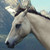 :iconbarbhlgraphics: