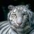 :iconbarefoottiger: