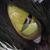 :iconbarkingcat: