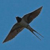 :iconbarn-swallow: