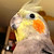 :iconbarnowllove: