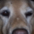 :iconbaronrat06: