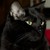 :iconbasementkitty: