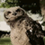 :iconbass-saur: