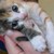 :iconbassiefan1610: