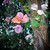 :iconbasslady48: