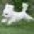 :iconbassoonboy5: