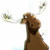 :iconbattlemoose:
