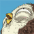 :iconbattlepeach: