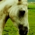 :iconBattlestar159: