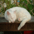 :iconbattlingwithin: