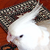 :iconbaublebarrylatte: