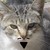 :iconbaudelio: